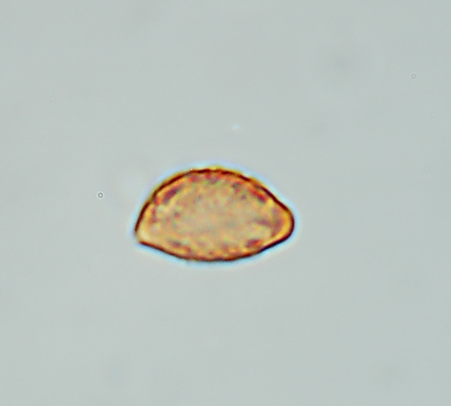 Messa a punto del microscopio